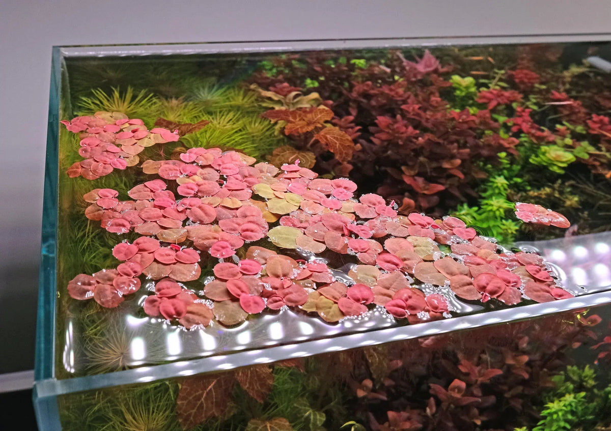 Red Root Floater Aquarium Plant - 10 Live Floating Plants, Phyllanthus fluitans, Low Light Freshwater Aquascape Cover