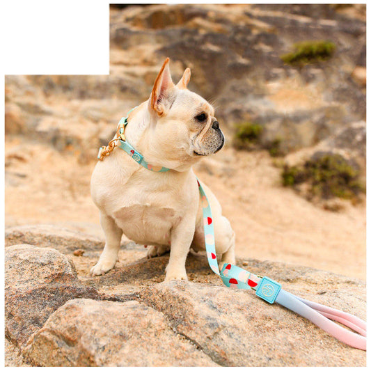 Fashion Y-shaped Chest Strap Pet Supplies Dog Leash