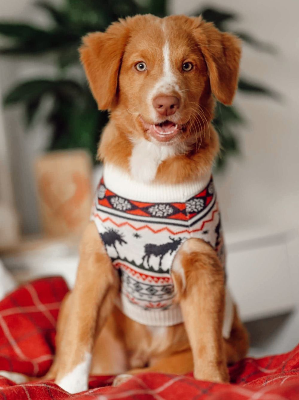 The Great Yukon Sweater (Dog & Kid Sizes Only)