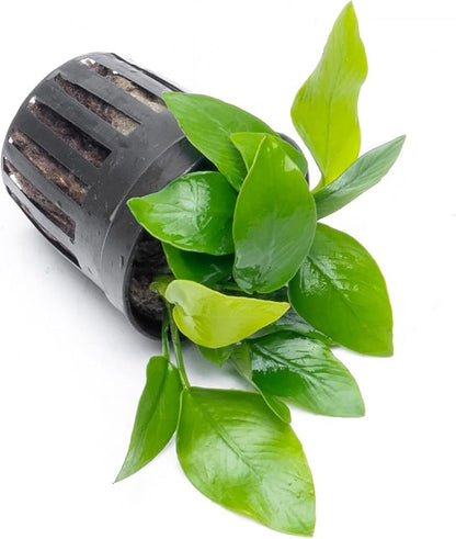 Anubias Live Aquarium Plants - Potted Freshwater Plant for Fish Tanks, Terrariums - Beginner Friendly Low Light (Nana Golden, 5 Pots)
