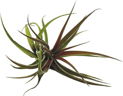 Air Plants - Tillandsia Brachycaulos Abdita, Large 4-6" - 5 ct - Live Arrival Guaranteed - House Plants for Home Decor & Gift