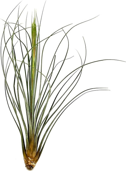 Air Plants - Tillandsia Juncea, Jumbo 8-12" - 1ct - Live Arrival Guaranteed - House Plants for Home Decor & Gift