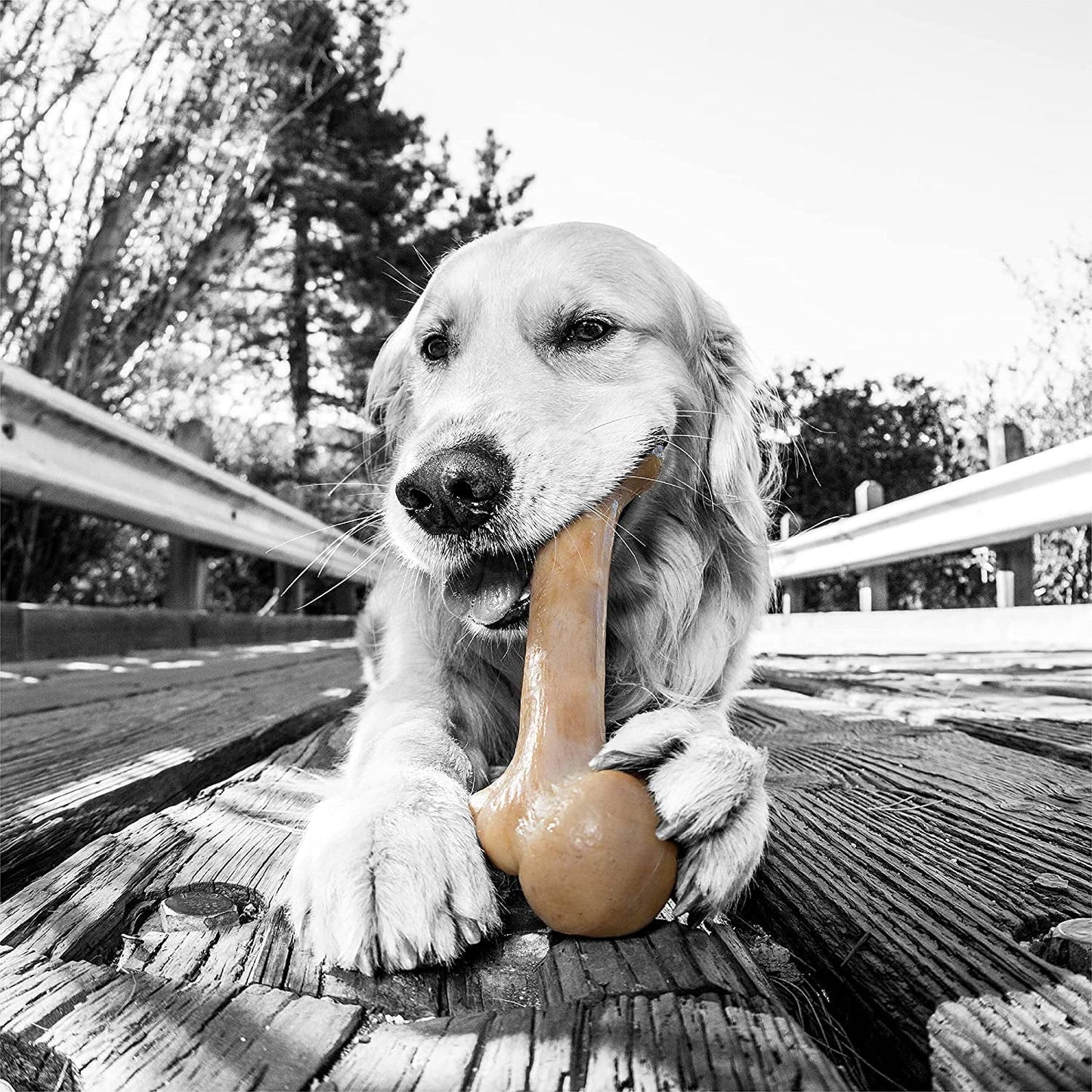 Nylon Dog Bone for Aggressive Chewers