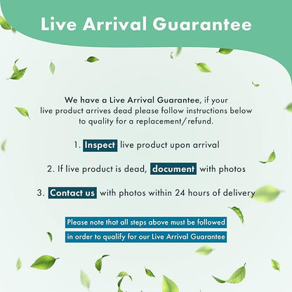 Anubias Live Aquarium Plants - Potted Freshwater Plant for Fish Tanks, Terrariums - Beginner Friendly Low Light (Nana Petite, 5 Pots)
