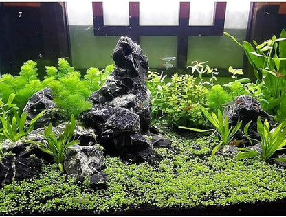 LANDEN Natural Tonwa Stones Slate Stones for Aquariums Terrariums, Paludarium,Vivariums, Reptile and Amphibian Enclosures (17lbs, 2 to 8 inches)