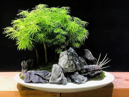 Natural Seiryu Dragon Stone - 20 Pound Aquarium Landscape Rock for Fish Tank Reptile and Amphibious Tank 3-10 Inch Aquarium Decoration