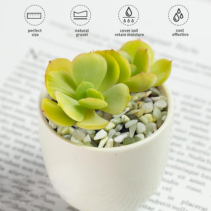 10 lbs Pebbles for Landscaping,1/4 Inch Polished Green Pea Gravel Small Rocks for Plants, Succulents, Cactus, Vases, Terrarium and Outdoor Gardening