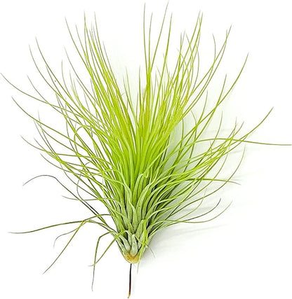 Air Plants - Tillandsia Andreana, Large 4-6" - 5ct - Live Arrival Gauranteed - House Plants for Home Decor & Gift