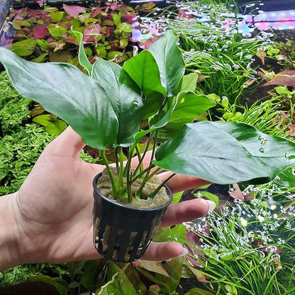Anubias Live Aquarium Plants - Potted Freshwater Plant for Fish Tanks, Terrariums - Beginner Friendly Low Light (Barteri, 1 Pot)