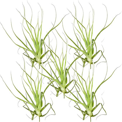 Air Plants - Tillandsia Straminea Jumbo 6-9" - 5ct - Live Arrival Guaranteed - House Plants for Home Decor & Gift
