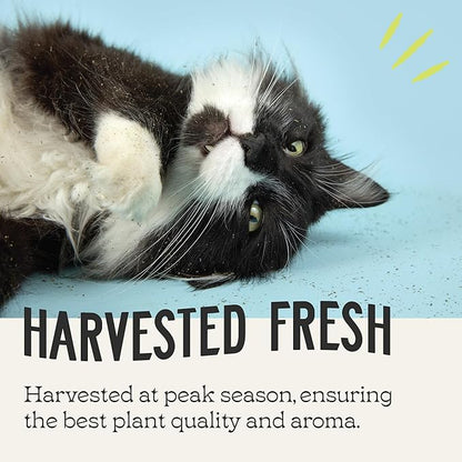 Catnip, All Natural Premium Catnip (8 oz Fine Cut)