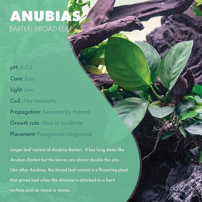 Anubias Live Aquarium Plants - Potted Freshwater Plant for Fish Tanks, Terrariums - Beginner Friendly Low Light (Barteri Broad Leaf, 1 Pot)