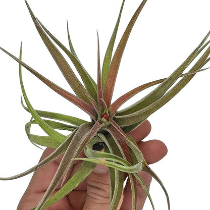 Air Plants - Tillandsia Brachycaulos Abdita, Large 4-6" - 3 ct - Live Arrival Guaranteed - House Plants for Home Decor & Gift