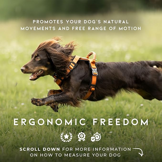 MADE TO ROAM Premium Explorer Harness - Y-Shaped Dog Harness with Adjustable Durable Nylon, Soft Padding, Metal Buckles and Leather Handle for Small, Medium, Large Dogs (Texas Flair, Size 2)