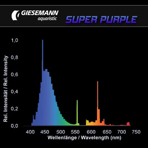 Giesemann Super Purple T5