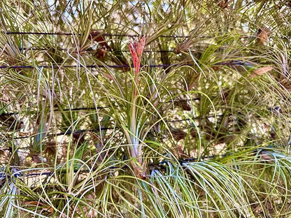 Air Plants - Tillandsia Juncea, Jumbo 8-12" - 2ct - Live Arrival Guaranteed - House Plants for Home Decor & Gift