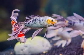 BUTTERFLY FIN KOI