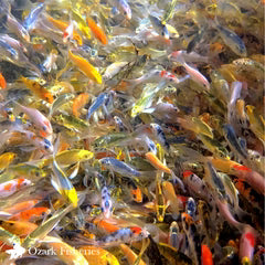 SELECT BUTTERFLY FIN KOI