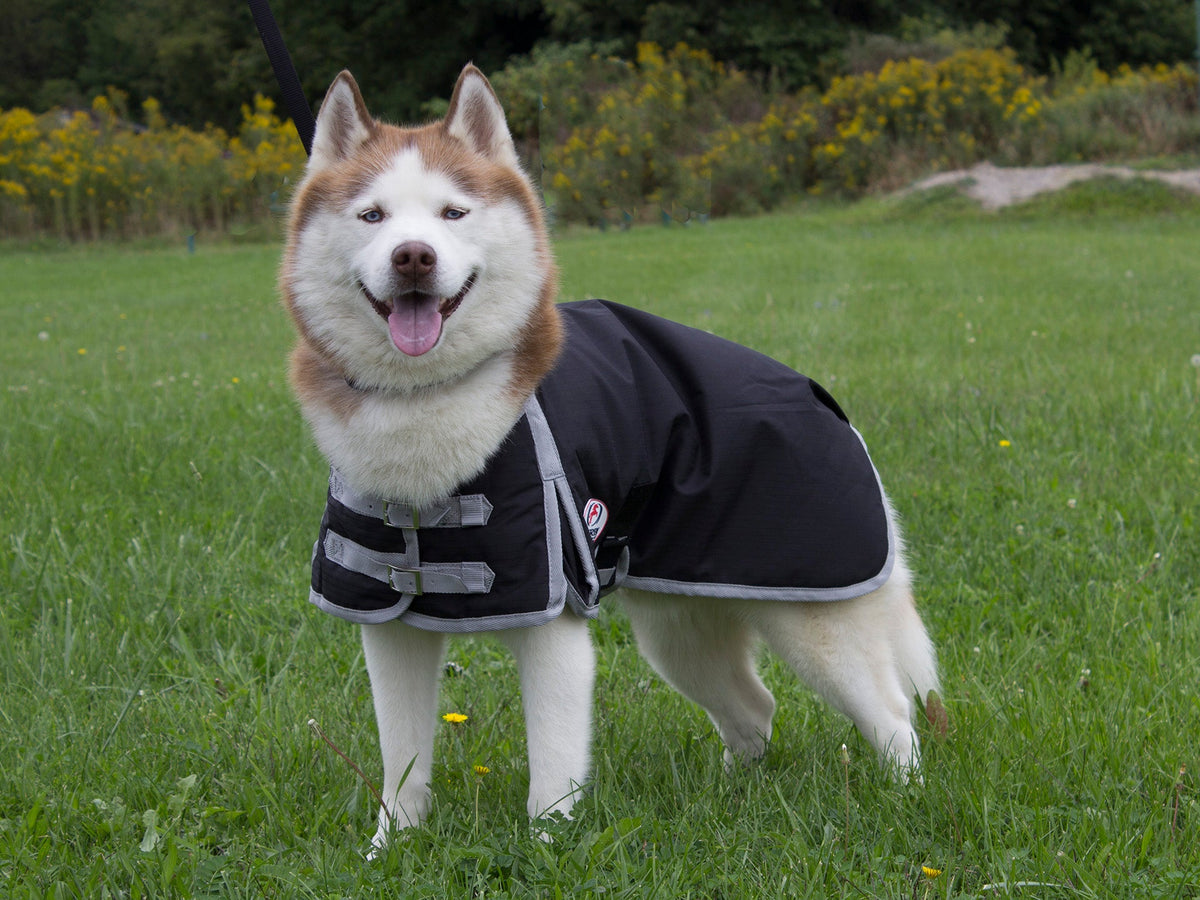 Derby 600D Dog Blanket Coat Waterproof Insulated 1 Year Limited Manufacturer Warranty*