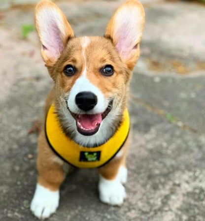 EcoBark Yellow Dog Harness - Over-the-Head Soft Mesh Dog Vest Halter for Small to Medium Dogs and Puppies