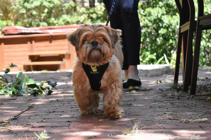 EcoBark Black Dog Harness - Over-the-Head Dog Vest Halter Dog for Small to Medium Dogs and Puppies