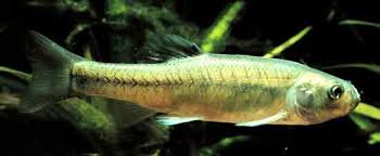 FATHEAD MINNOWS (TUFFIES)