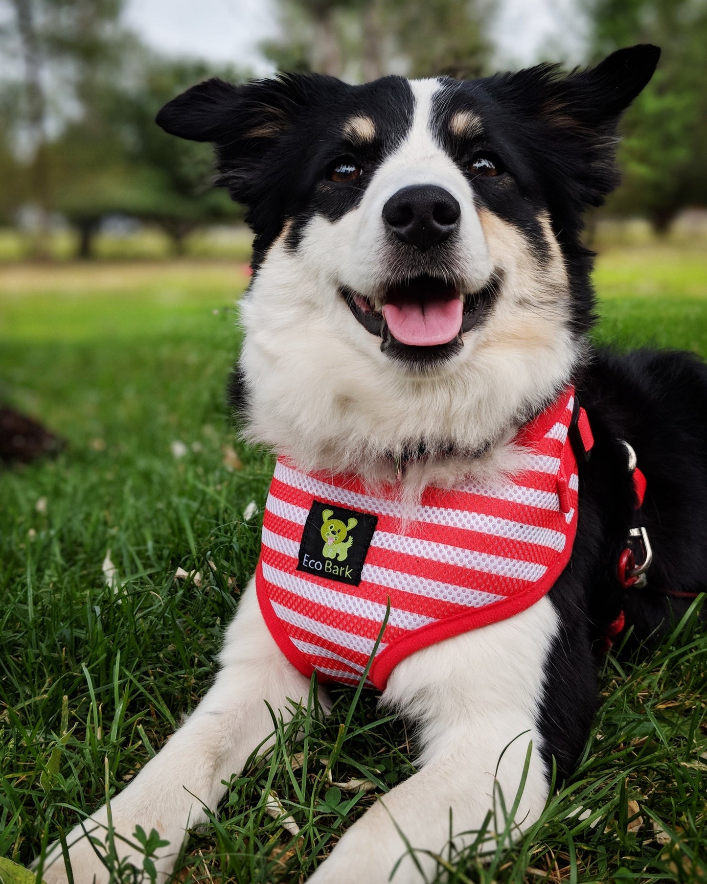 EcoBark Custom-Fit Harness & Leash Combo - Red Stripe