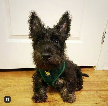 EcoBark Forest Green Dog Harness - Over-the-Head Vest Halter Soft Mesh for Small to Medium Dogs