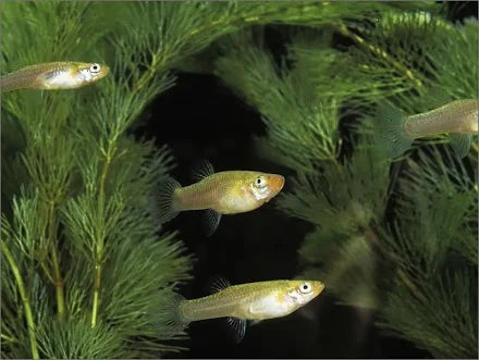 Miscellaneous Fish