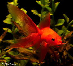 ASSORTED FANTAILS (Mix of Red and Calico Fantails)
