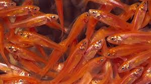 ROSIE RED MINNOWS