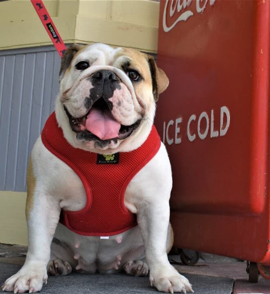 EcoBark Cherry Red Dog Leash- Padded Comfort Grip Leash with Dog Pattern - 4 ft, 5 ft, and 6 ft Leash for Small and Medium Dogs