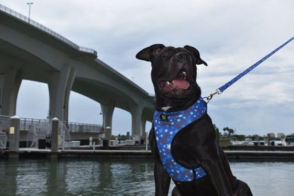 EcoBark Nautical Dog Leash-Padded Comfort Grip Leash - 5ft Leash for Small and Medium Dogs
