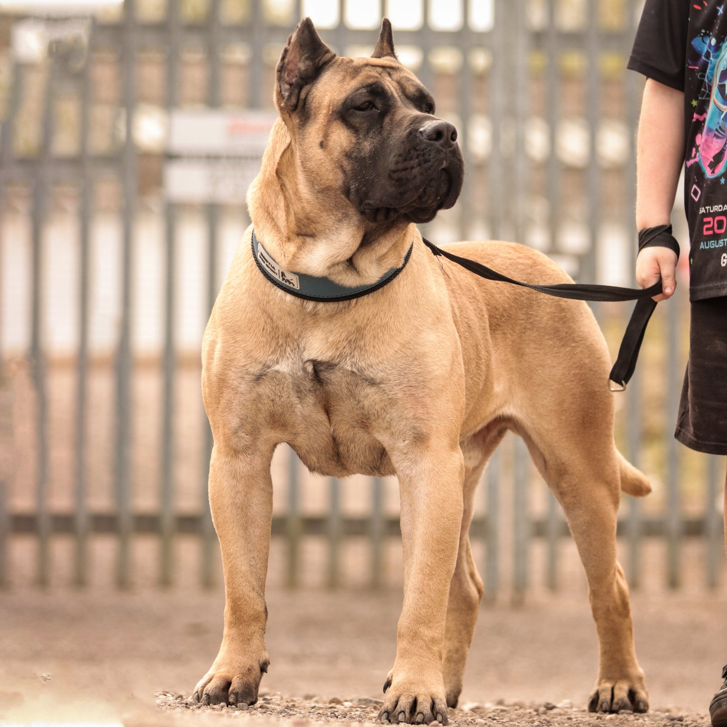BESTIA DOG SPORT COLLAR
