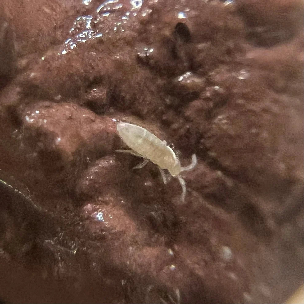 100+ Bylas Ant Springtails (Pseudosinella violenta)