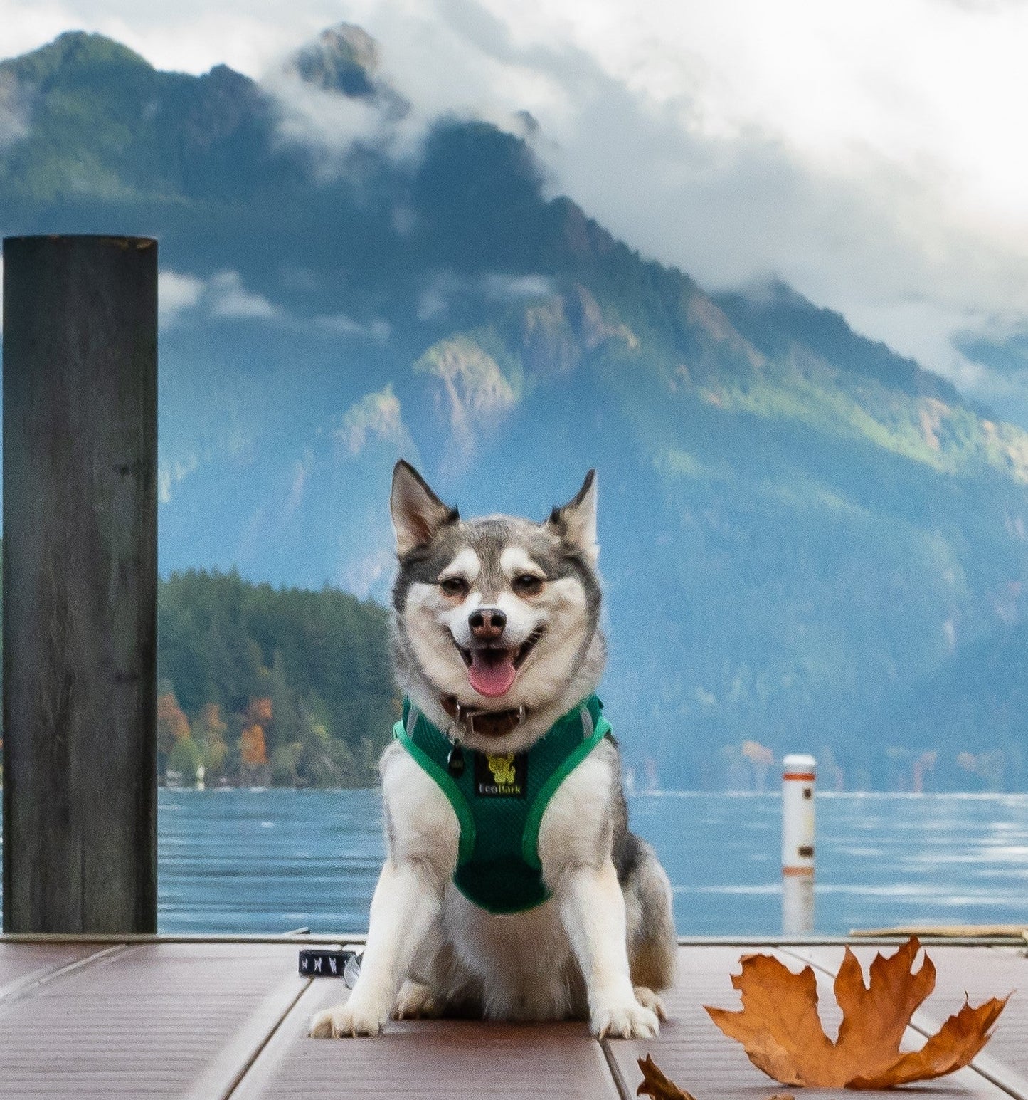 EcoBark Step In Dog Harness - XXXS to Small Breeds- Reflective Soft Mesh Harness for Teacup, Small Dogs and Puppies / Forest Green
