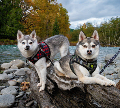 EcoBark Step In Dog Harness - XXXS to Small Breeds- Reflective Soft Mesh Harness for Teacup, Small Dogs and Puppies / Buffalo Plaid