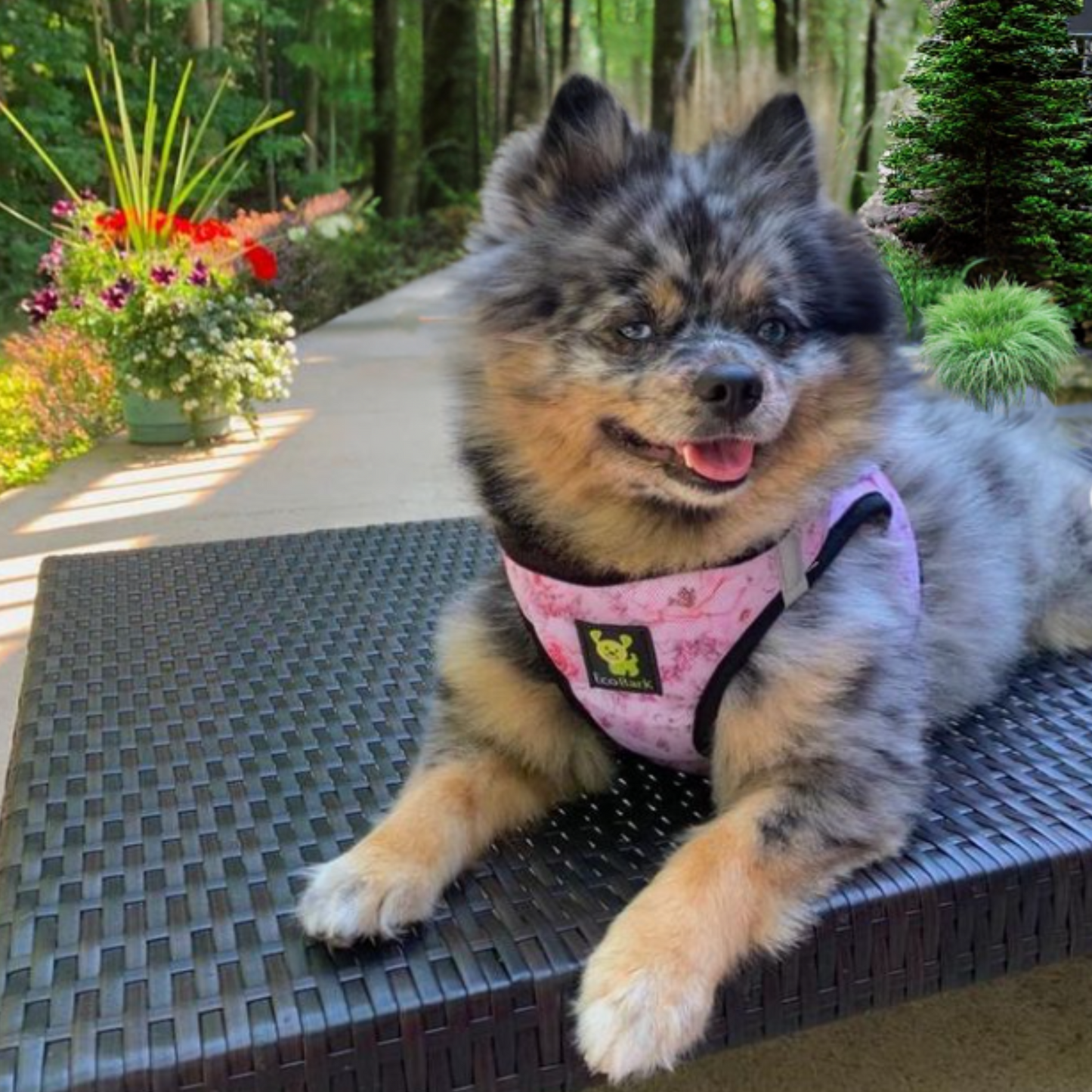 EcoBark Step In Dog Harness - XXXS to Small Breeds- Reflective Soft Mesh Harness for Teacup, Small Dogs and Puppies / French Floral