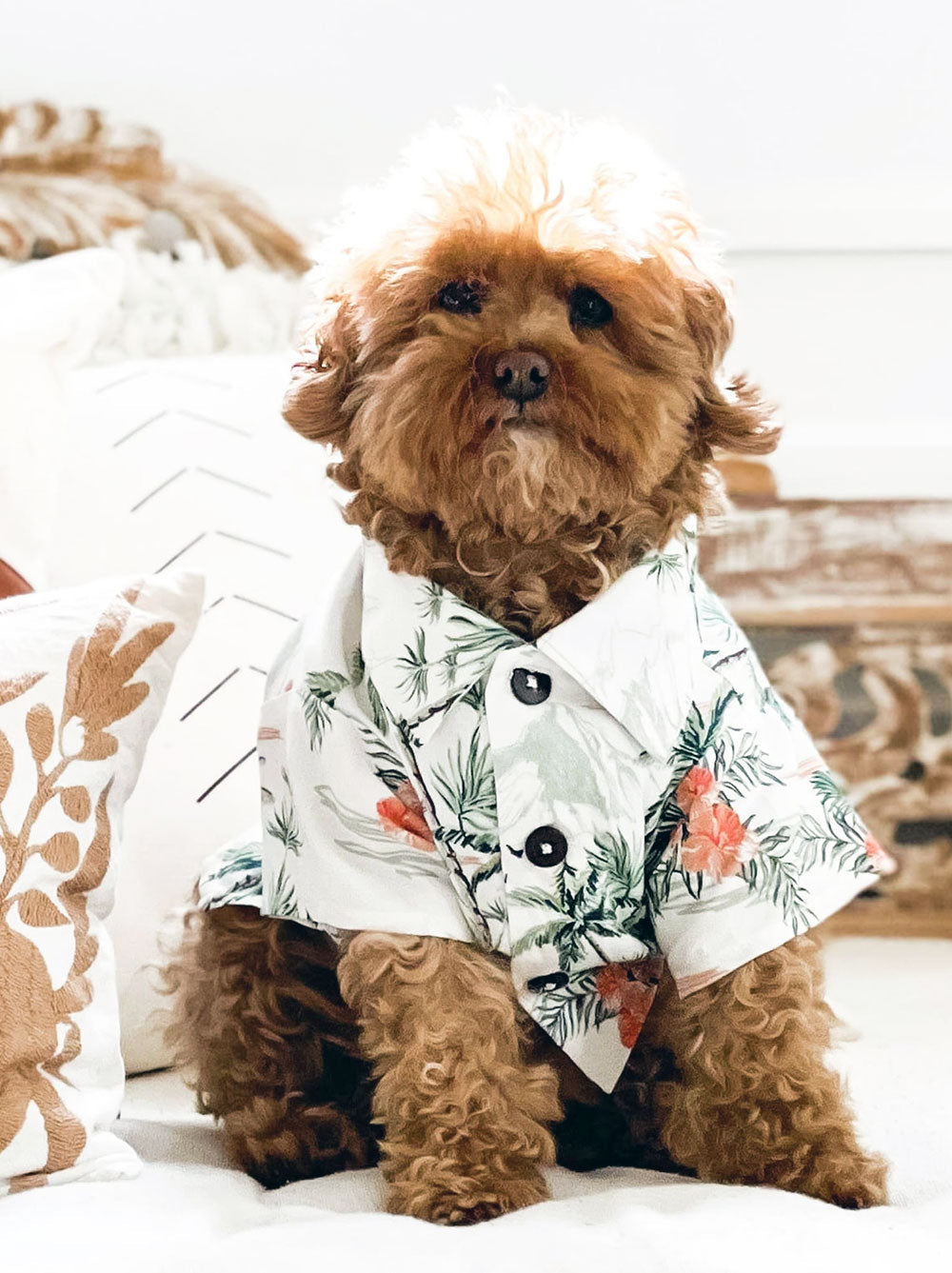 Sail Away BBQ Shirt (Dog & Kid Sizes Only)