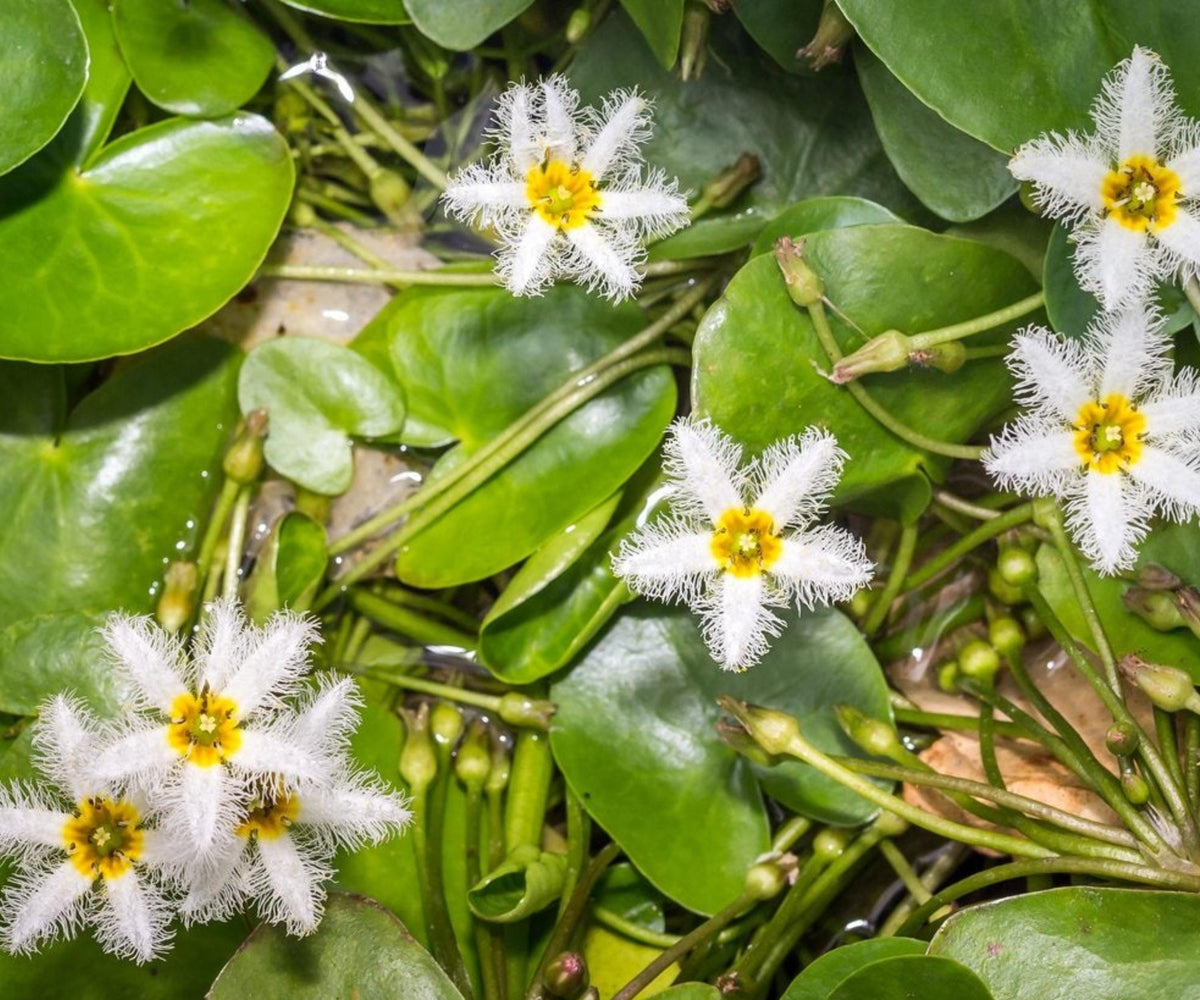 Water Snowflake Live Plant – Nymphoides indica – Floating Pond Plant for Water Gardens and Aquariums