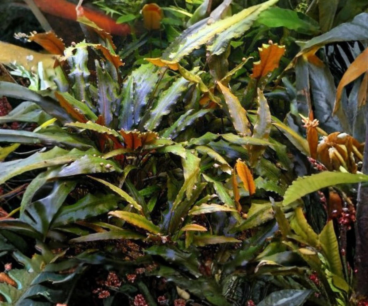 Cryptocoryne Wendtii Red Live Aquarium Plant, Potted, Freshwater, Low Light, Easy Care, Aquascaping, Scientific Name: Cryptocoryne wendtii ‘Red’