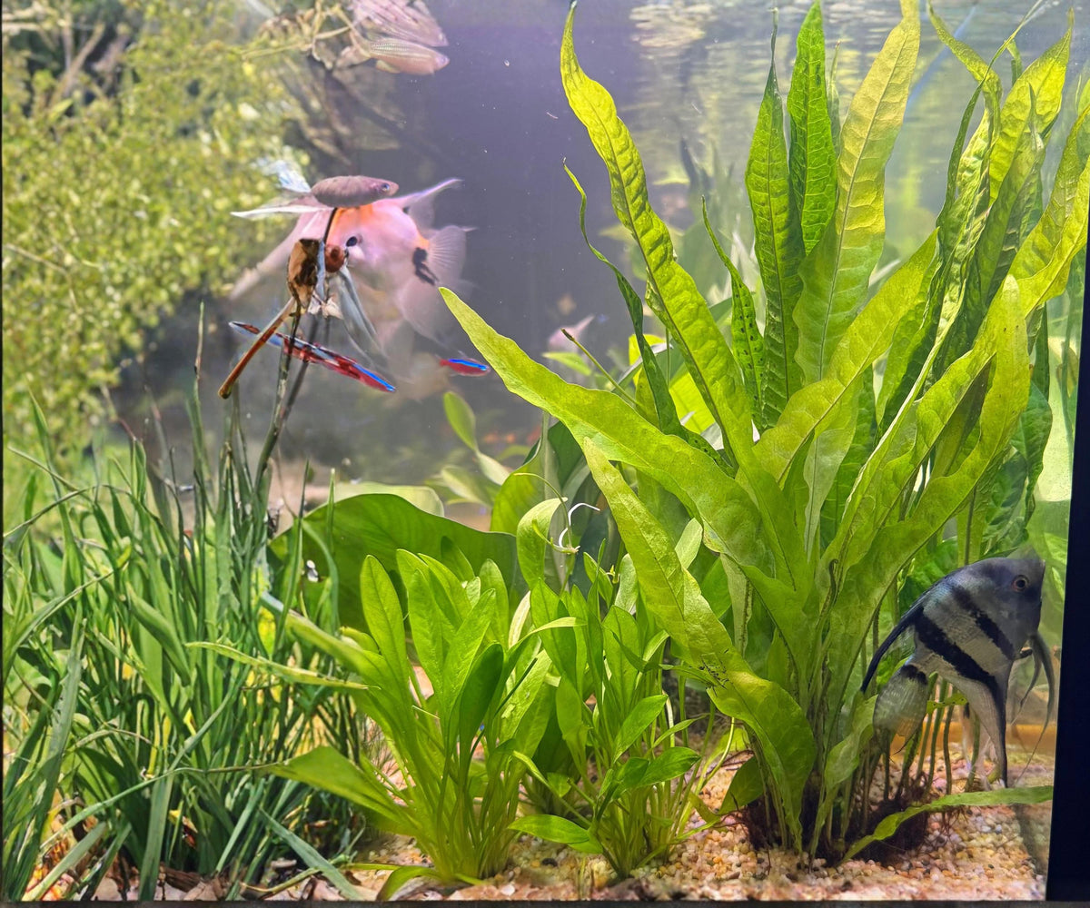 Live Java Fern Aquarium Plants 3 Pack - Microsorum Pteropus Bare Root Freshwater Easy Care for Beginners