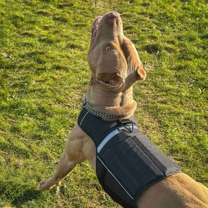 Bestia Dog Sport Weighted Harness