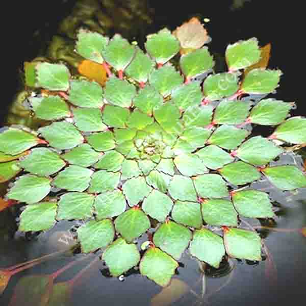 Water Mosaic Plant Cuttings (4) - Ludwigia sedioides Floating Aquatic Plant for Ponds & Aquariums