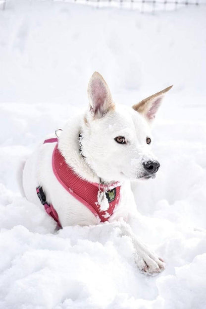 EcoBark Pink Dog Harness - Over-the-Head Soft Mesh Dog Vest Halter for Small to Medium Dogs and Puppies