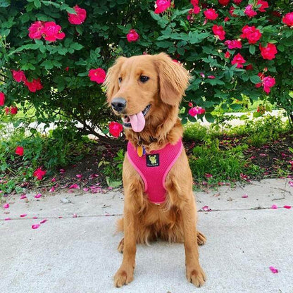 EcoBark Pink Dog Harness - Over-the-Head Soft Mesh Dog Vest Halter for Small to Medium Dogs and Puppies