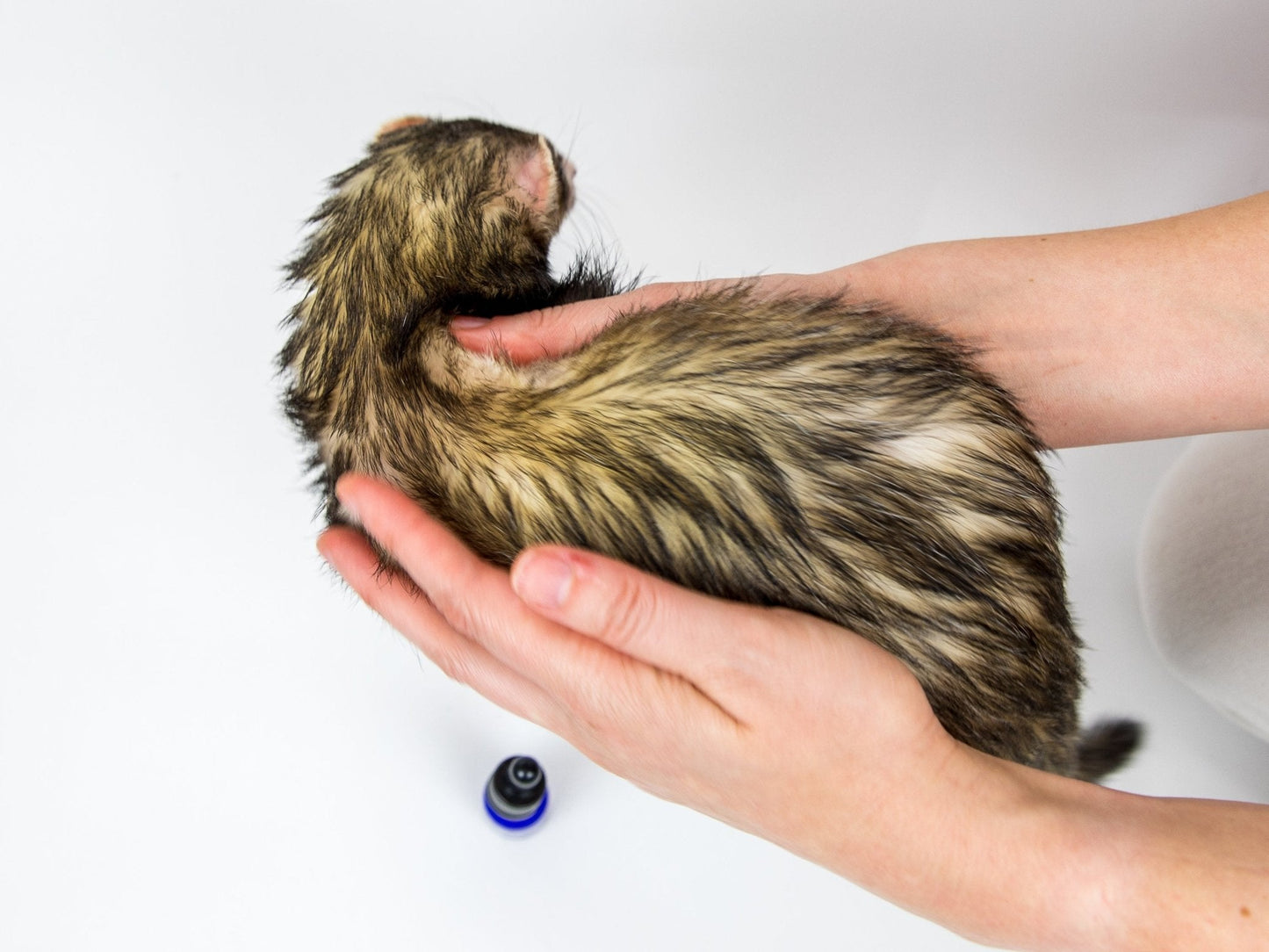 Moisturizing Coat Oil for Ferrets