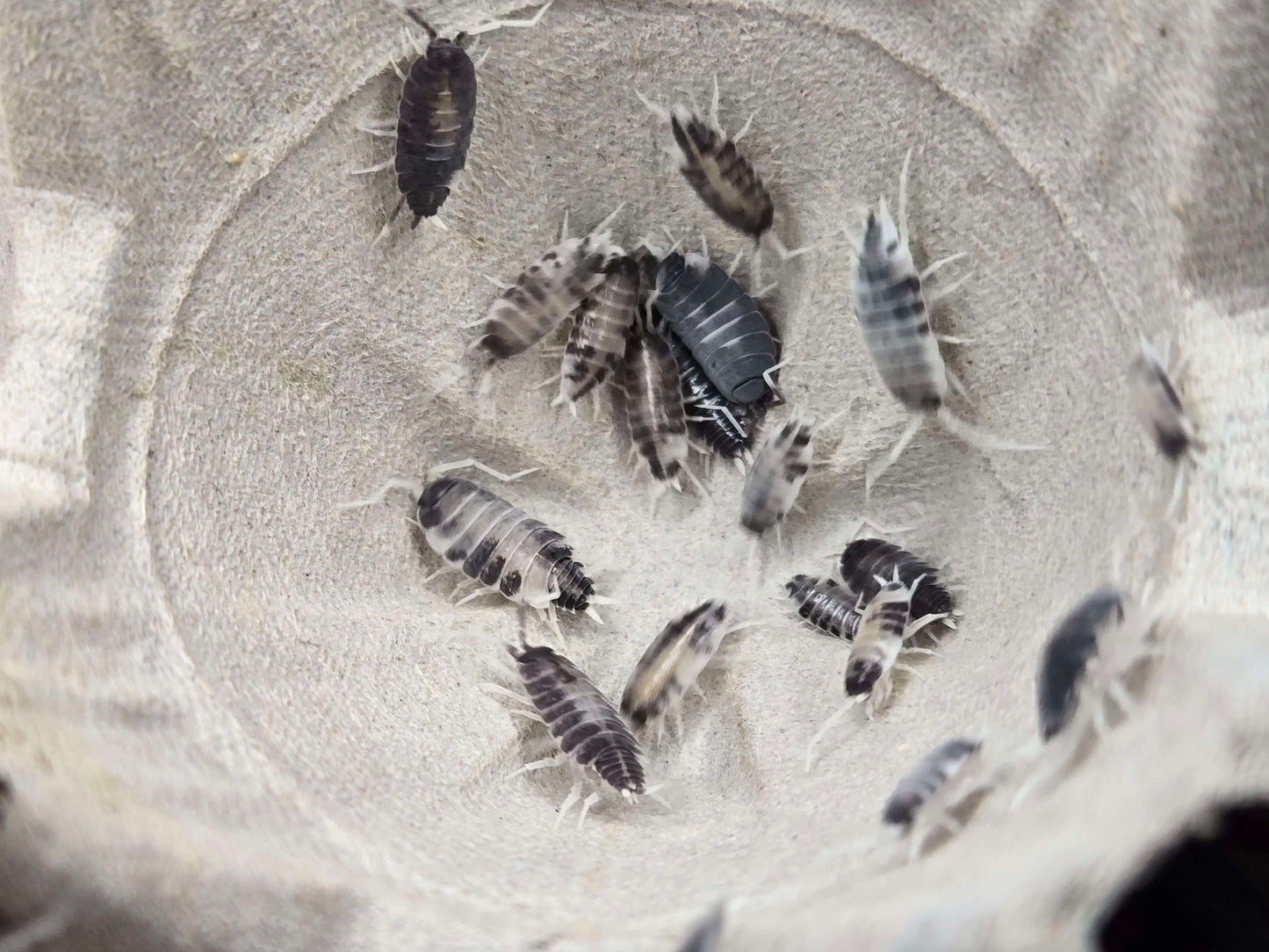 Porcellionides pruinosus Oreo Crumble