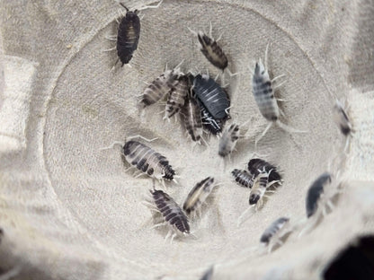 Porcellionides pruinosus Oreo Crumble
