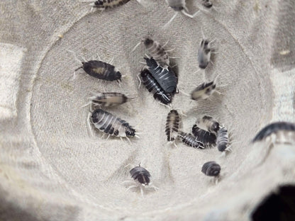 Porcellionides pruinosus Oreo Crumble
